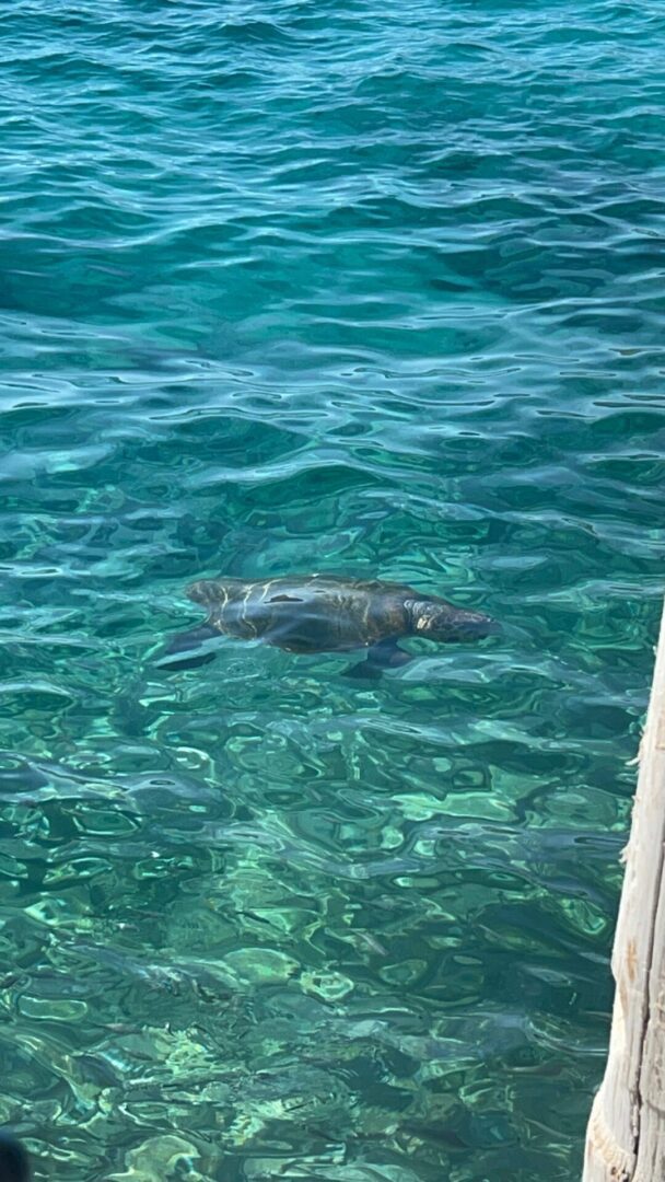 A shark swimming near the water surface close to a boat.